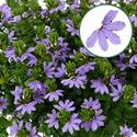 Bild von Scaevola P12 geen kleur Bleu